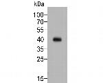 FCGRT Antibody in Western Blot (WB)