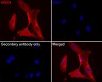 ENAH Antibody in Immunocytochemistry (ICC/IF)