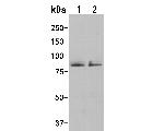 ENAH Antibody in Western Blot (WB)