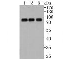 ENAH Antibody in Western Blot (WB)