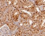 MAT2A Antibody in Immunohistochemistry (Paraffin) (IHC (P))