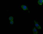 Complement factor B Antibody in Immunocytochemistry (ICC/IF)