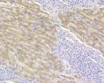 Complement factor B Antibody in Immunohistochemistry (Paraffin) (IHC (P))