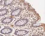 CCL2/MCP1 Antibody in Immunohistochemistry (Paraffin) (IHC (P))