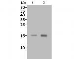 CCL2/MCP1 Antibody in Western Blot (WB)
