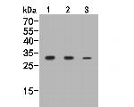 Nucleoside Phosphorylase Antibody in Western Blot (WB)