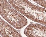 VGluT1 Antibody in Immunohistochemistry (Paraffin) (IHC (P))