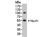 VGluT1 Antibody in Western Blot (WB)