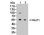 VGluT1 Antibody in Western Blot (WB)