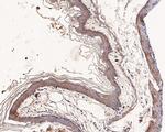 LIPF Antibody in Immunohistochemistry (Paraffin) (IHC (P))