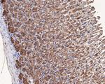 LIPF Antibody in Immunohistochemistry (Paraffin) (IHC (P))