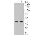 LIPF Antibody in Western Blot (WB)