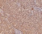 IGF1 (E peptide) Antibody in Immunohistochemistry (Paraffin) (IHC (P))