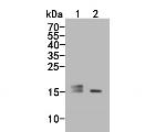 IGF1 (E peptide) Antibody in Western Blot (WB)