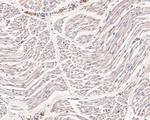 UCP1 Antibody in Immunohistochemistry (Paraffin) (IHC (P))