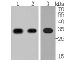 UCP1 Antibody in Western Blot (WB)