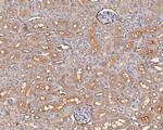 MCK10 Antibody in Immunohistochemistry (Paraffin) (IHC (P))