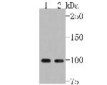 MCK10 Antibody in Western Blot (WB)