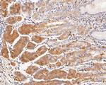 Histamine H2 receptor Antibody in Immunohistochemistry (Paraffin) (IHC (P))