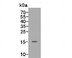 CDKN1A/P21 Antibody in Western Blot (WB)