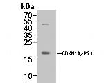 CDKN1A/P21 Antibody in Western Blot (WB)