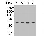 PPP2R1A Antibody in Western Blot (WB)