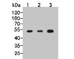 CCR3 Antibody in Western Blot (WB)