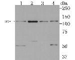 SF3A1 Antibody in Western Blot (WB)