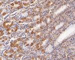 Gastrin Antibody in Immunohistochemistry (Paraffin) (IHC (P))