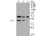 GABPA Antibody in Western Blot (WB)