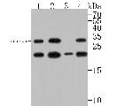 TCF21 Antibody in Western Blot (WB)