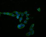 Myelin PLP Antibody in Immunocytochemistry (ICC/IF)