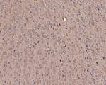 Myelin PLP Antibody in Immunohistochemistry (Paraffin) (IHC (P))