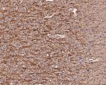 Myelin PLP Antibody in Immunohistochemistry (Paraffin) (IHC (P))