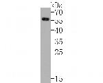GLP-1R Antibody in Western Blot (WB)