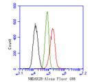 NMDAR2B Antibody in Flow Cytometry (Flow)