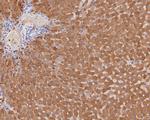 MAT1A Antibody in Immunohistochemistry (Paraffin) (IHC (P))