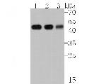 MAT1A Antibody in Western Blot (WB)