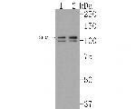 SF3A1 Antibody in Western Blot (WB)