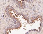 Butyrylcholine esterase Antibody in Immunohistochemistry (Paraffin) (IHC (P))