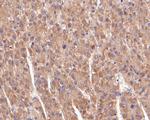 Butyrylcholine esterase Antibody in Immunohistochemistry (Paraffin) (IHC (P))