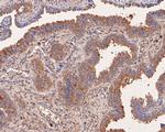 NMBR Antibody in Immunohistochemistry (Paraffin) (IHC (P))