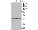 NMBR Antibody in Western Blot (WB)