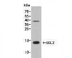 CCL2 Antibody in Western Blot (WB)