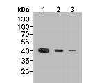 MVD Antibody in Western Blot (WB)