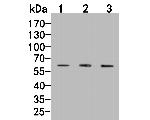 CCR3 Antibody in Western Blot (WB)