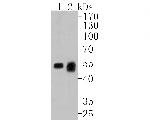 Lck Antibody in Western Blot (WB)