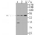 HNF1 alpha Antibody in Western Blot (WB)