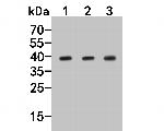 GNAI2 Antibody in Western Blot (WB)