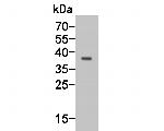 GNAI2 Antibody in Western Blot (WB)